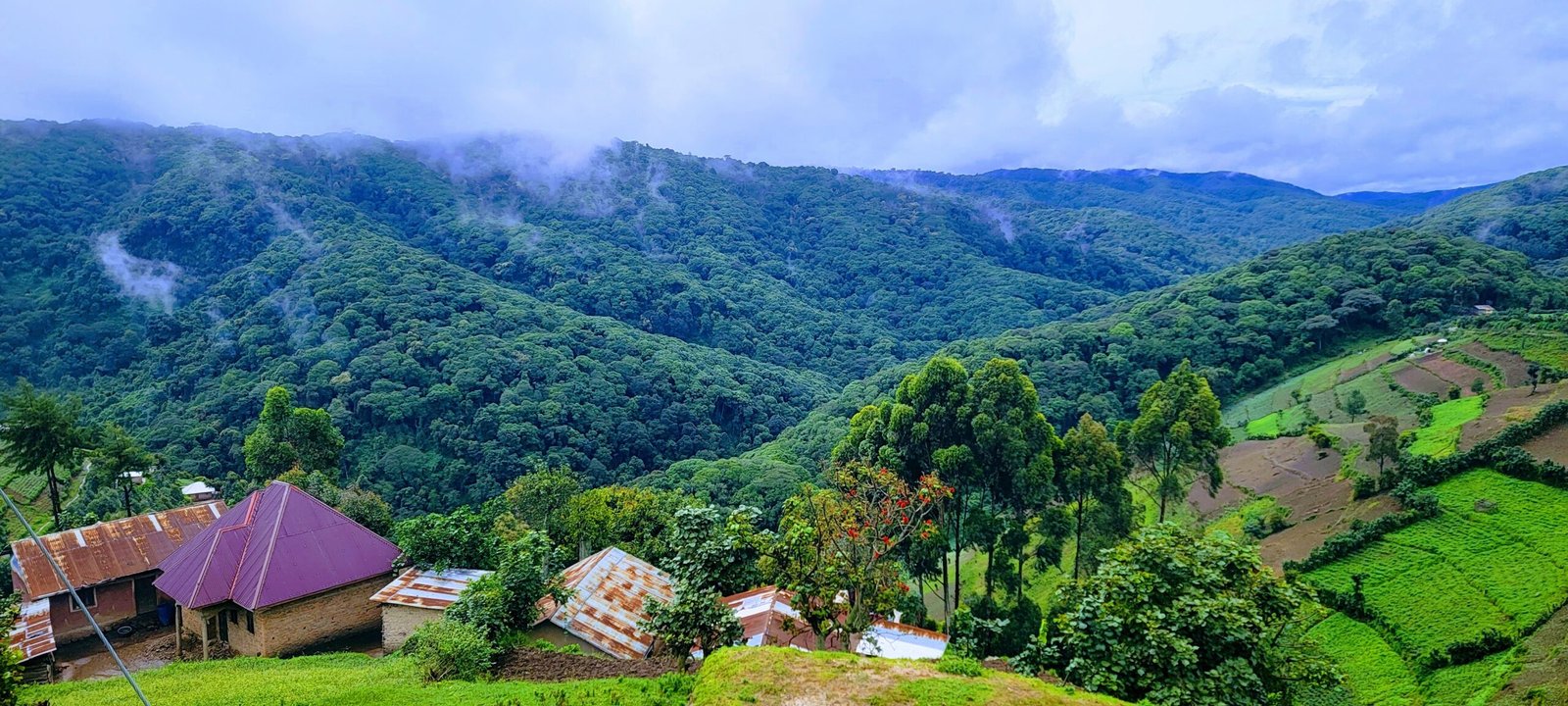 Birding safari Uganda
