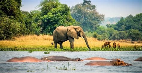Elephants and Hippos on Nile Sunrise Photo Safari