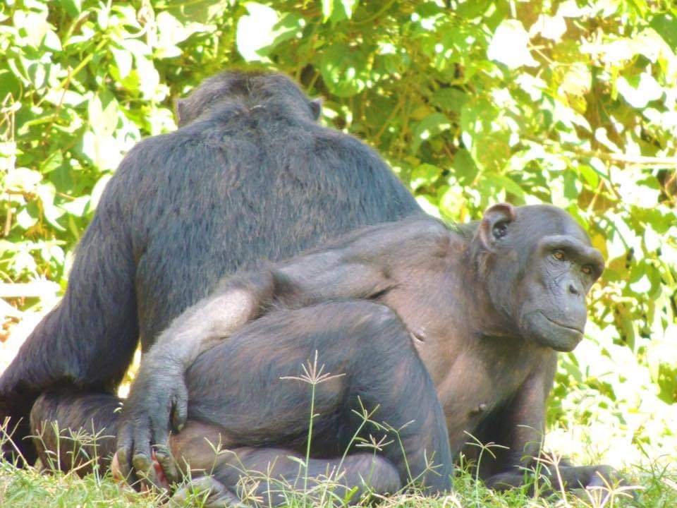 What is the difference between a gorilla and an ape