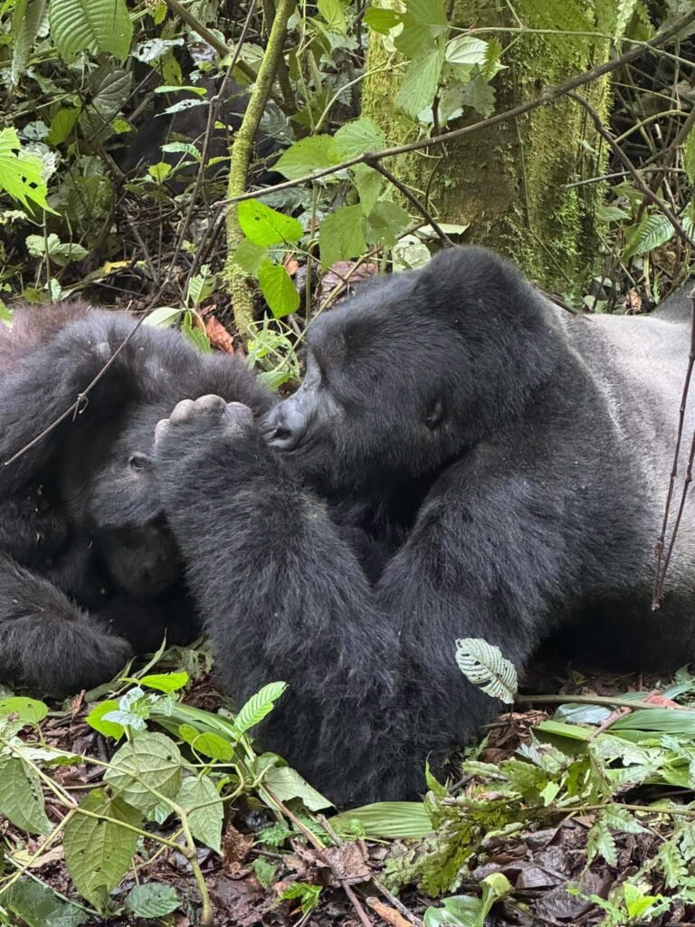 14 days Uganda safari itinerary