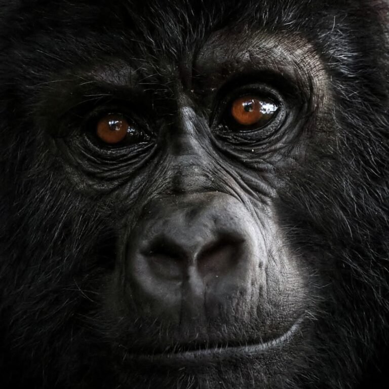 9-Day: Mist, Mountains & Majestic Wildlife: Rwanda–Uganda Adventure