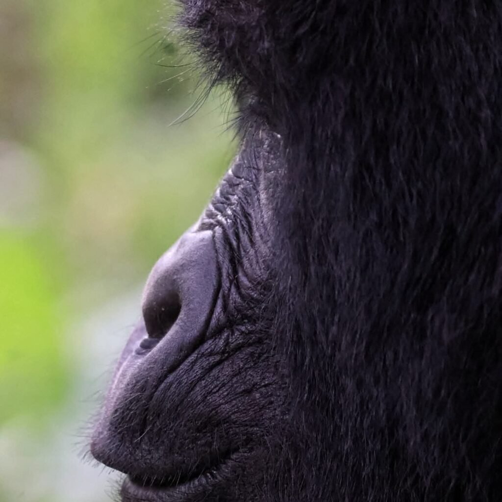 What is the difference between a gorilla and an ape