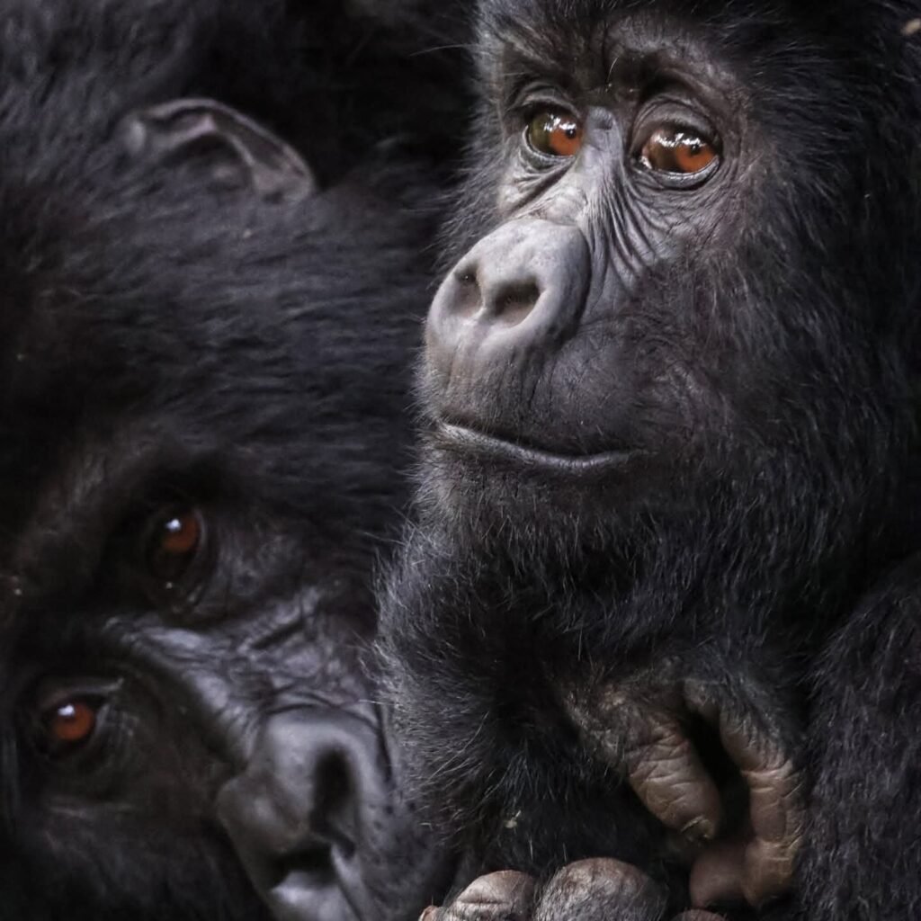 Gorilla trekking prices