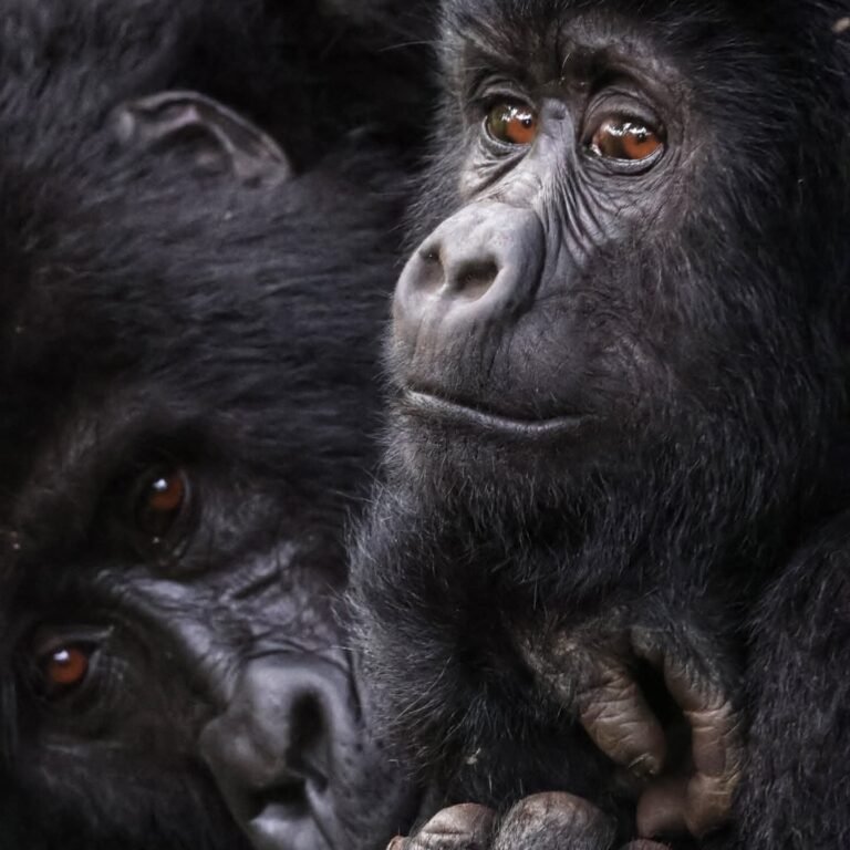 Gorilla trekking Uganda in Bwindi Impenetrable Forest