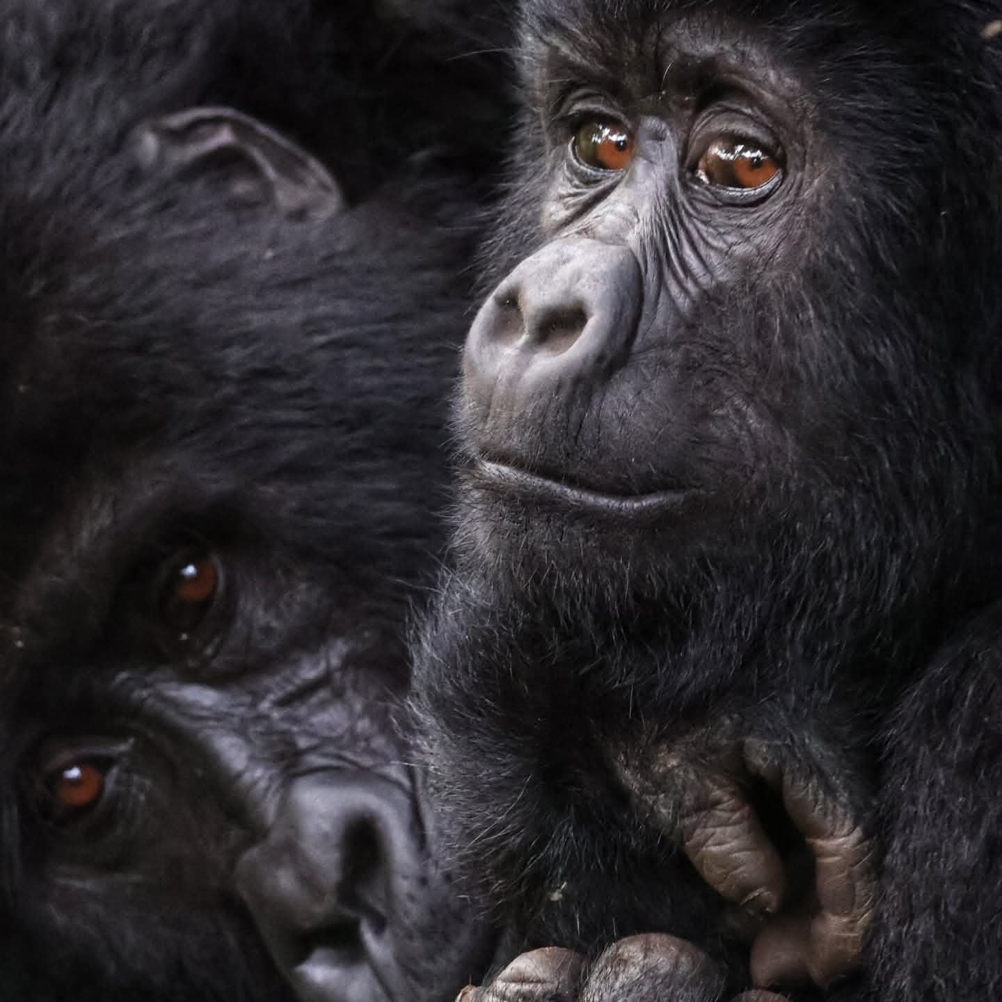 Gorilla trekking Uganda in Bwindi Impenetrable Forest