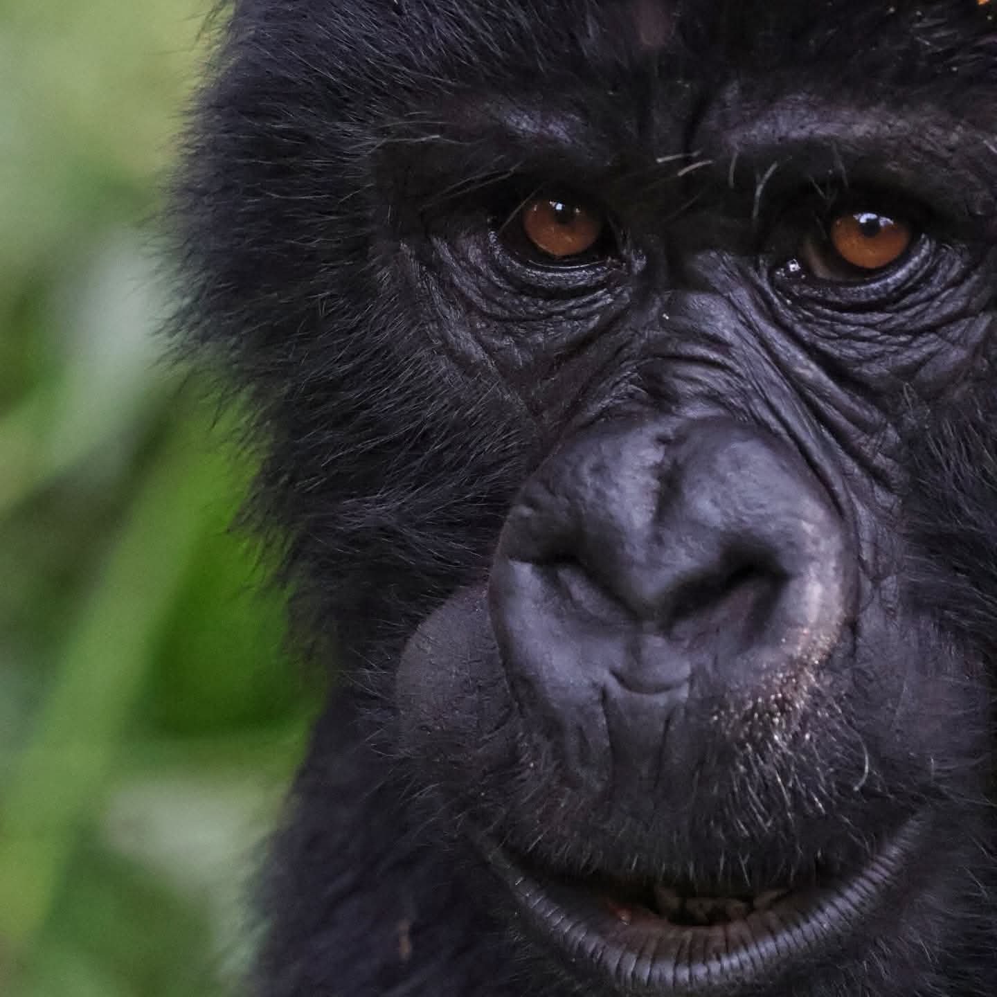 Uganda safari packing list for Gorilla Trekking