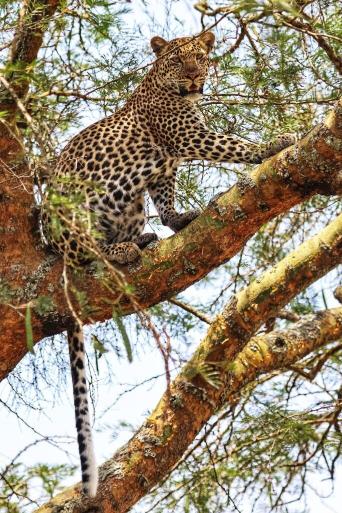 Game Drive on Uganda Safari