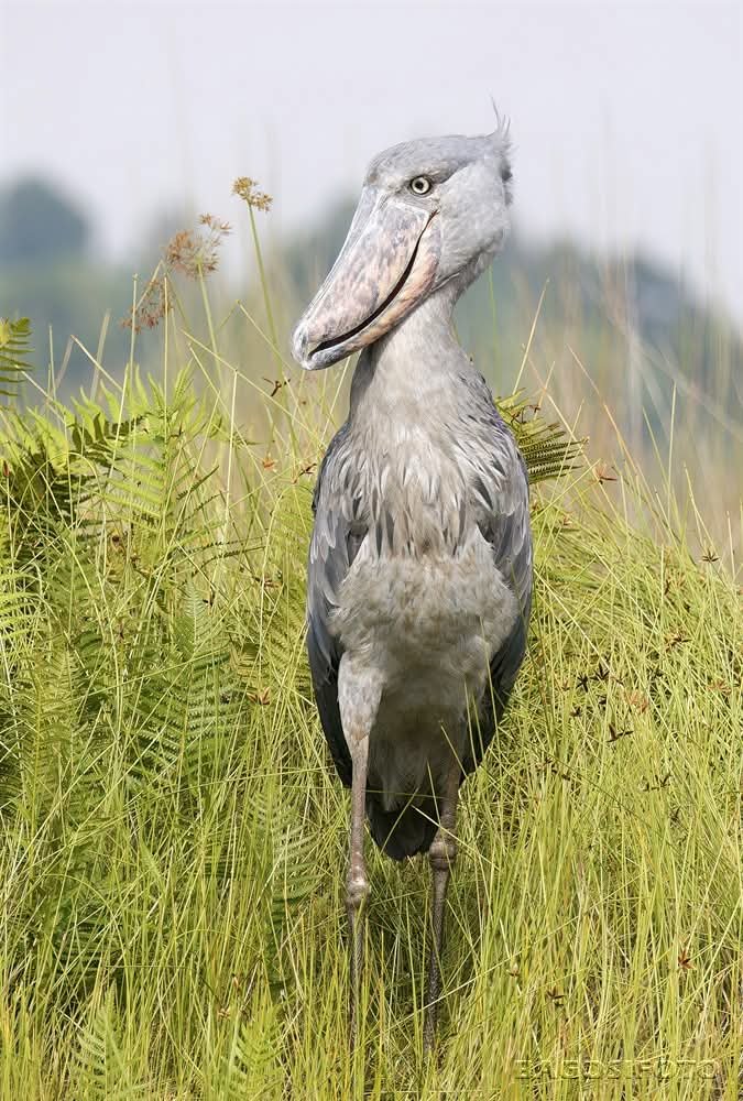 What makes Uganda ideal for rich bird diversity – Shoebill in Mabamba Swamp