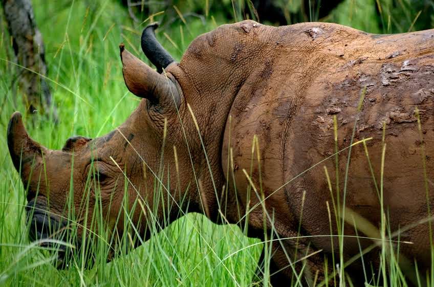 Ziwa Rhino Sanctuary Uganda