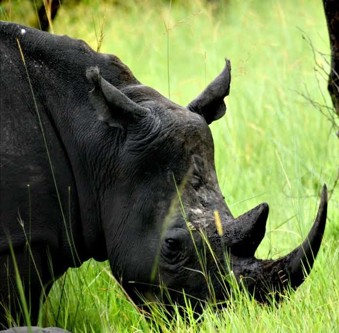 Ziwa Rhino Sanctuary Uganda