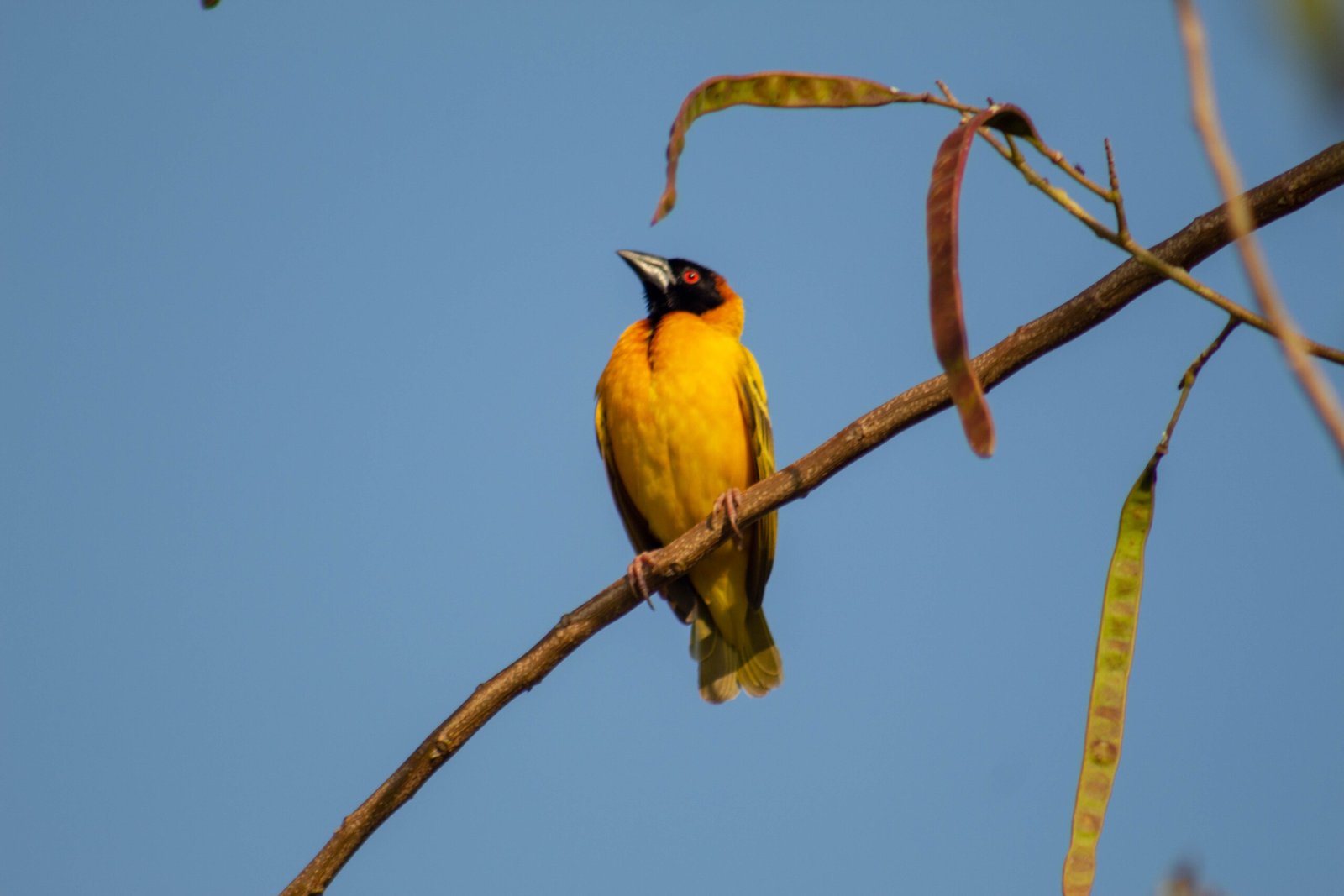 what makes Uganda ideal for rich bird diversity