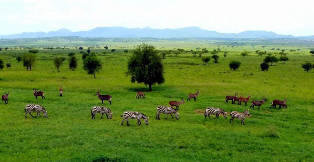 Kidepo Valley safari Uganda