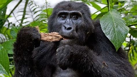Mountain Gorilla