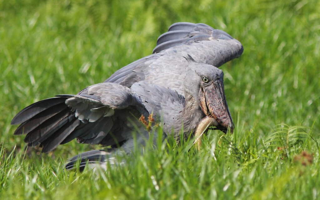 birding safari Uganda