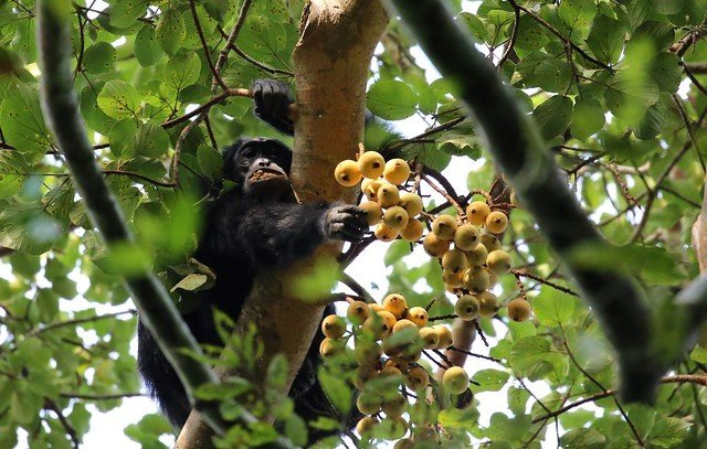 Chimpanzee trekking in Kibale