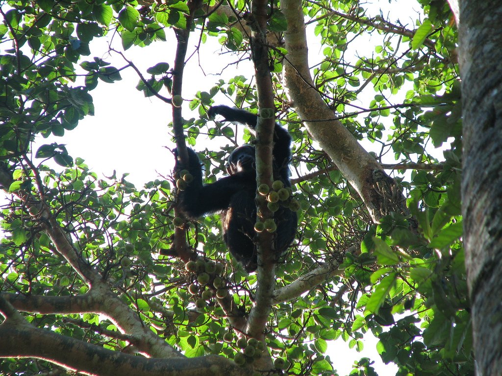 Best places to visit in Uganda during the festive season