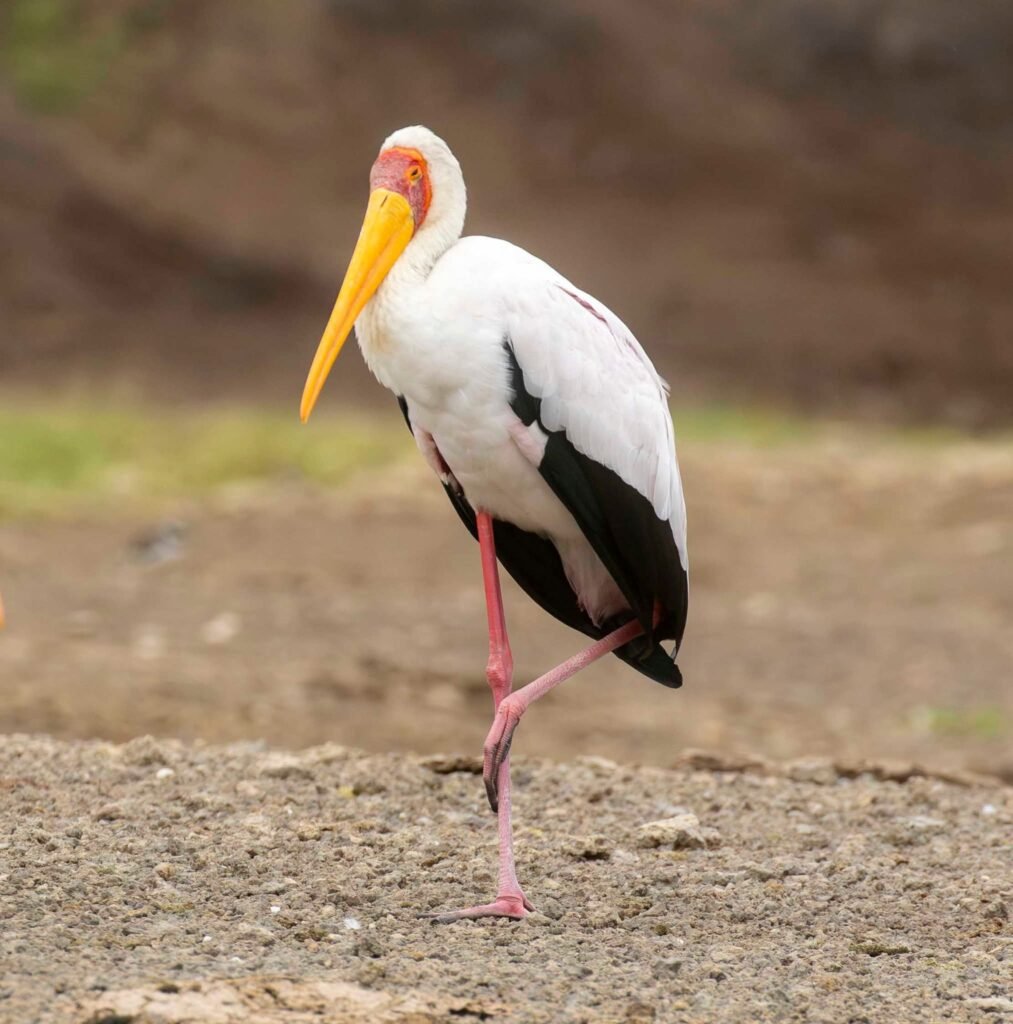 Uganda Bird Watching