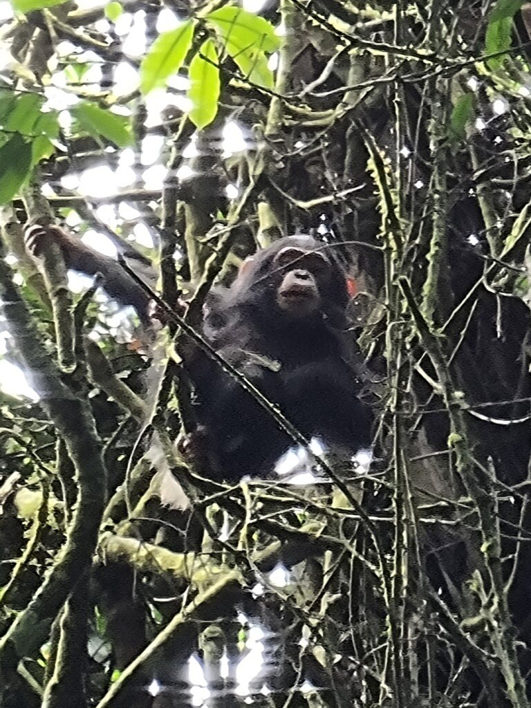 Gorilla trekking in Rwanda – traveler watching mountain gorillas in Volcanoes National Park