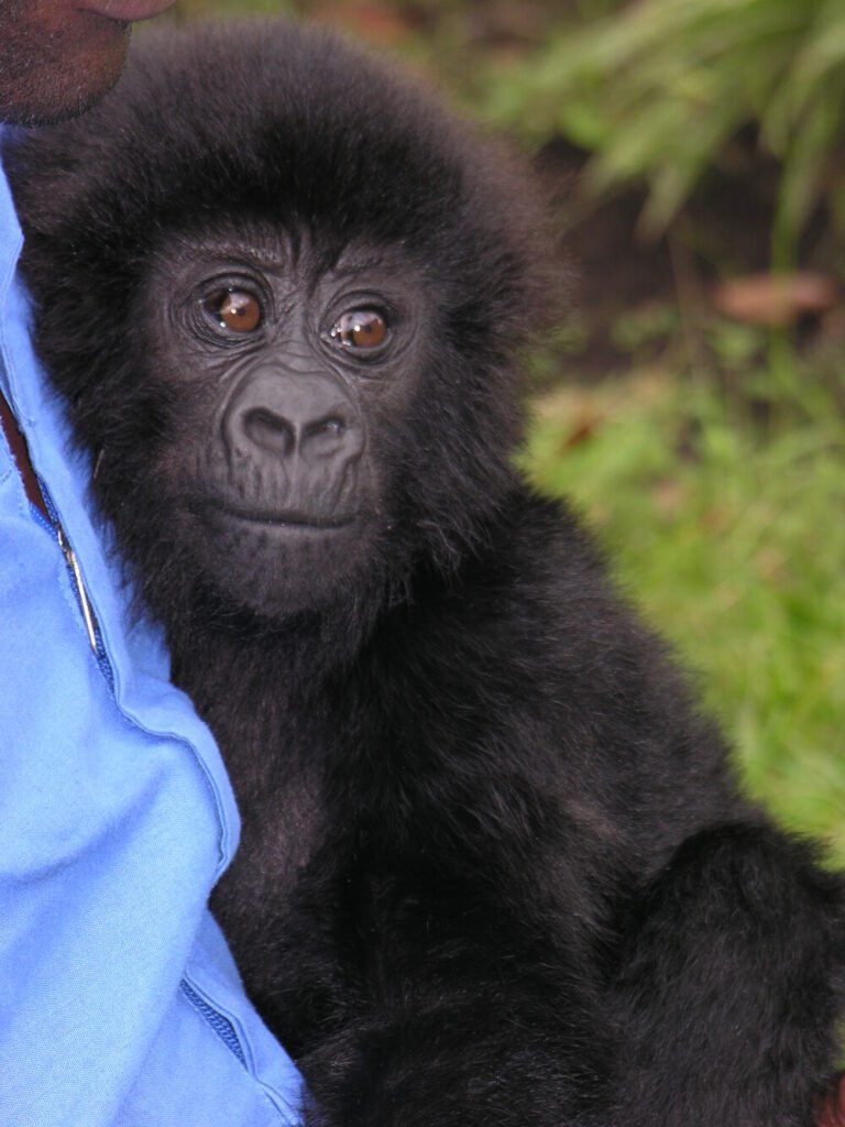 3-day Rwanda gorilla and Bunyonyi tour
