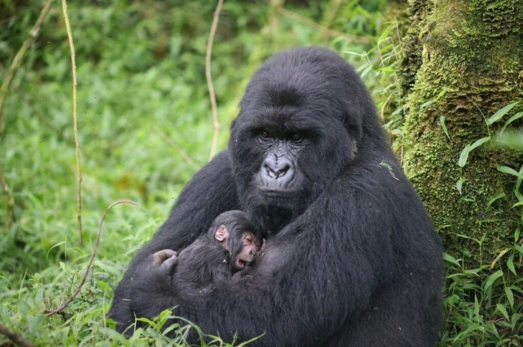 New baby born gorilla in Mgahinga National Park