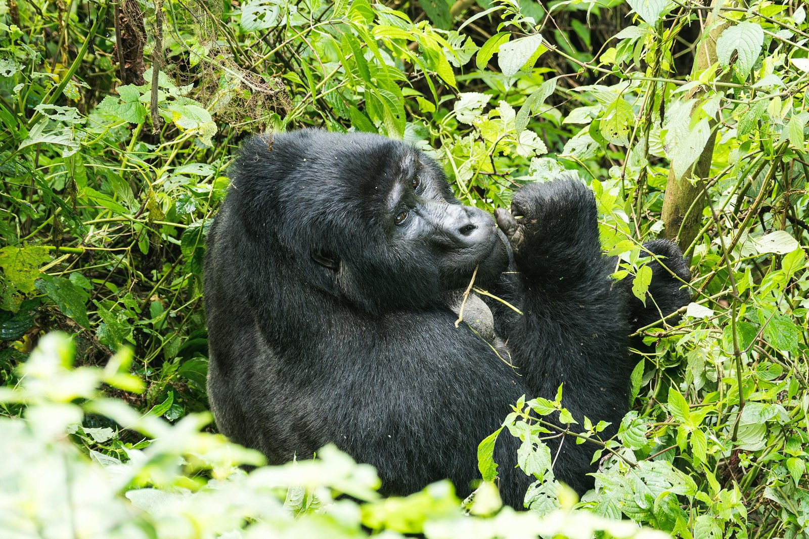 Uganda Safari Gorilla Trekking
