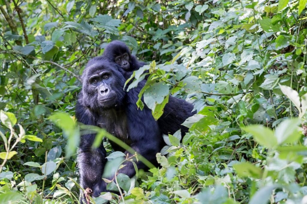 Best time to see gorillas in Uganda