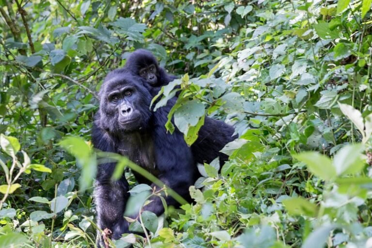 Best time to see gorillas in Uganda