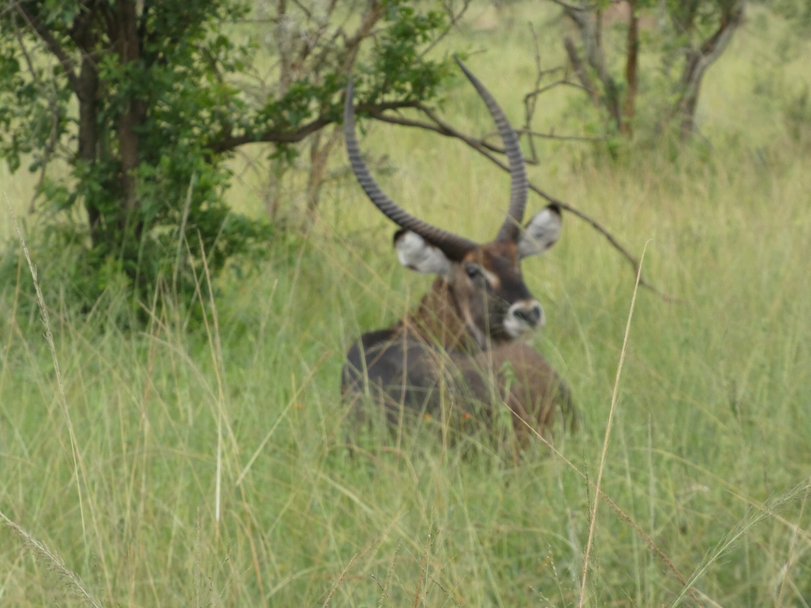 Uganda Wildlife Safari from Kigali