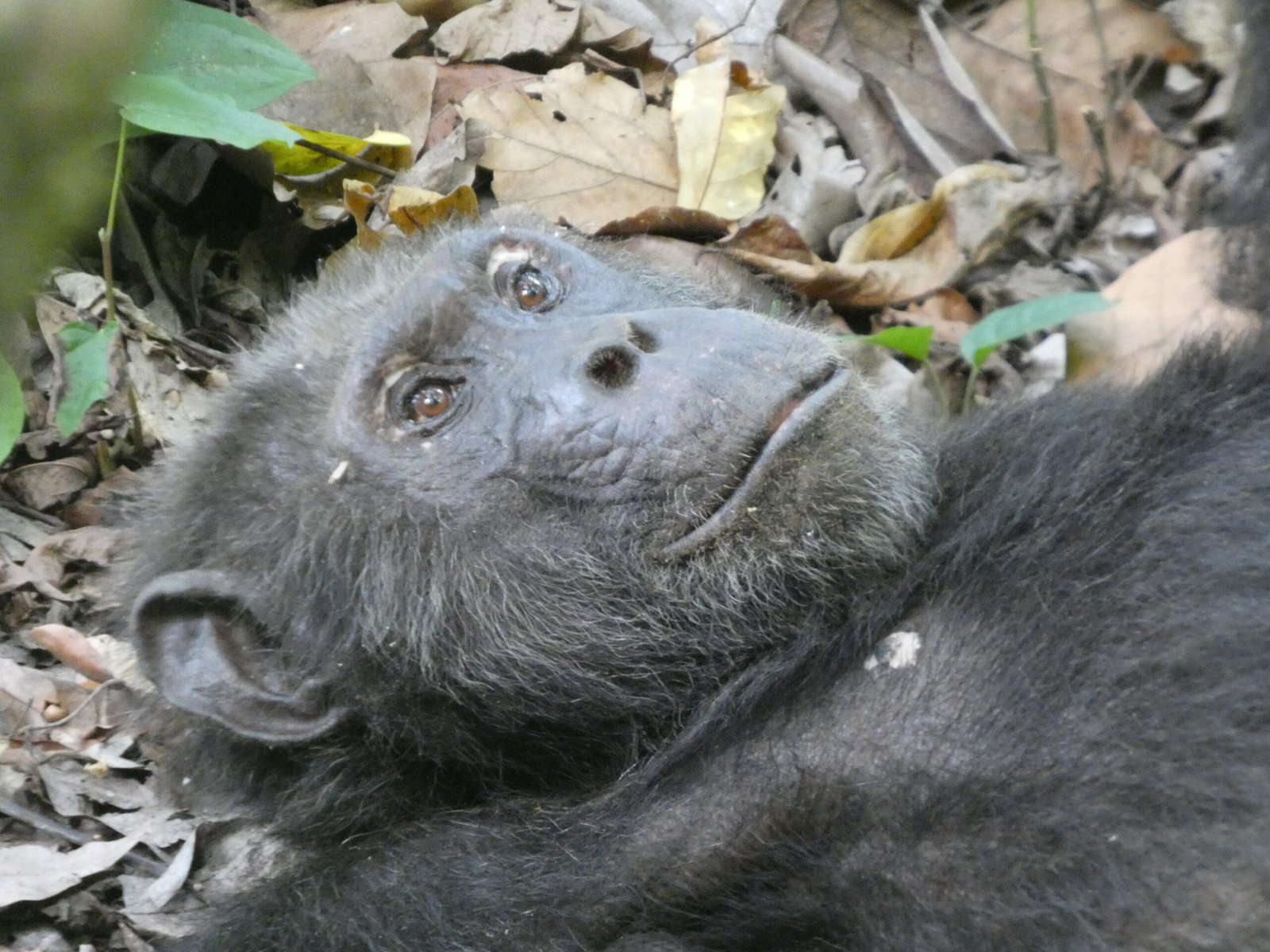 Chimpanzee Trekking & Primate Safaris in Uganda