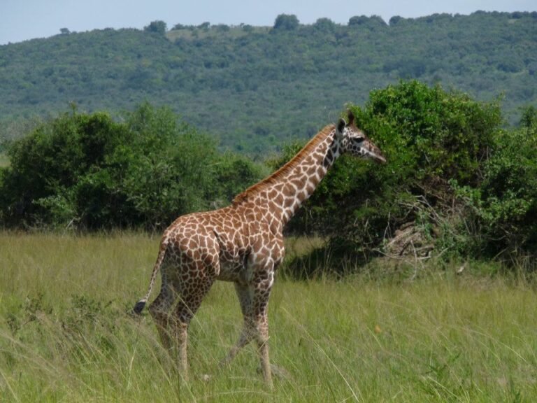 2-Day Akagera Luxury Safari & Boat Cruise – Rwanda Wildlife Experience