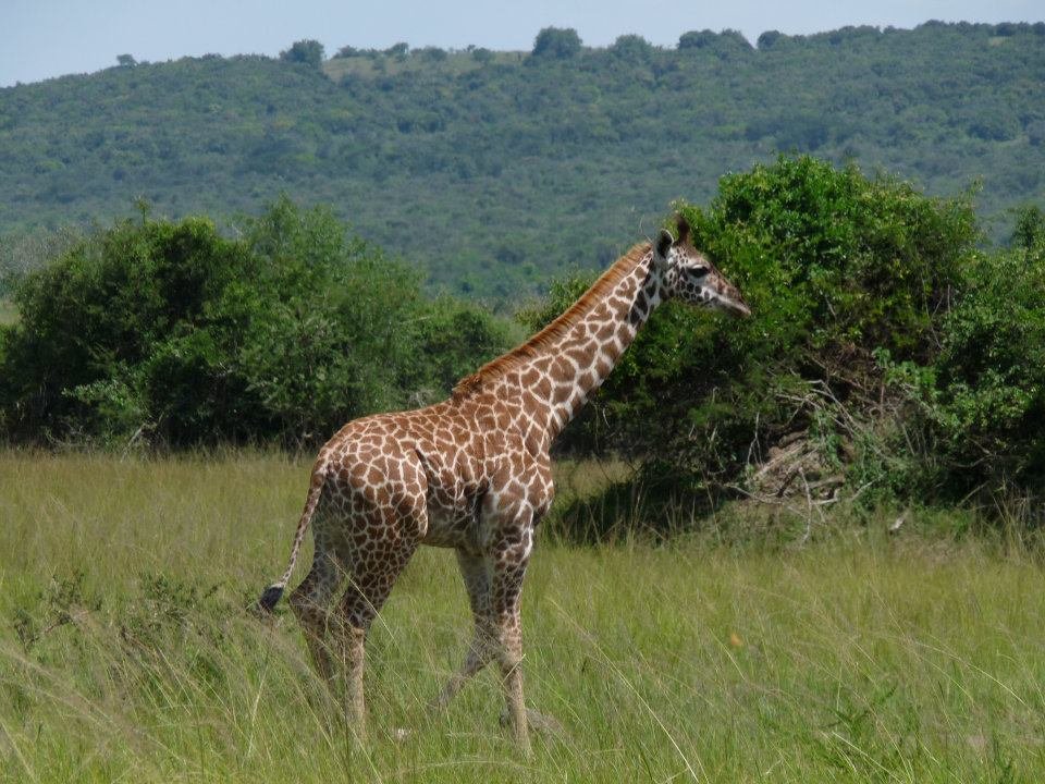 2-Day Akagera Luxury Safari & Boat Cruise – Rwanda Wildlife Experience