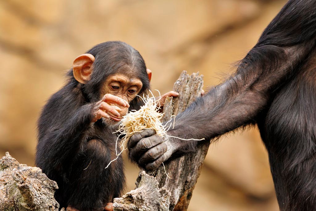 A baby chimpanzee explores straw in an intimate moment with an adult chimpanzee.