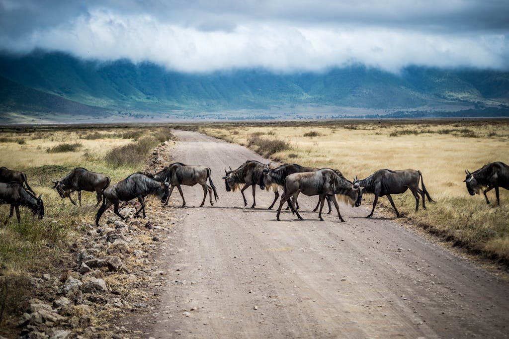 A herd of wildebeests crossing a dirt road in the Ngorongoro Crater, Tanzania, under a cloudy sky.