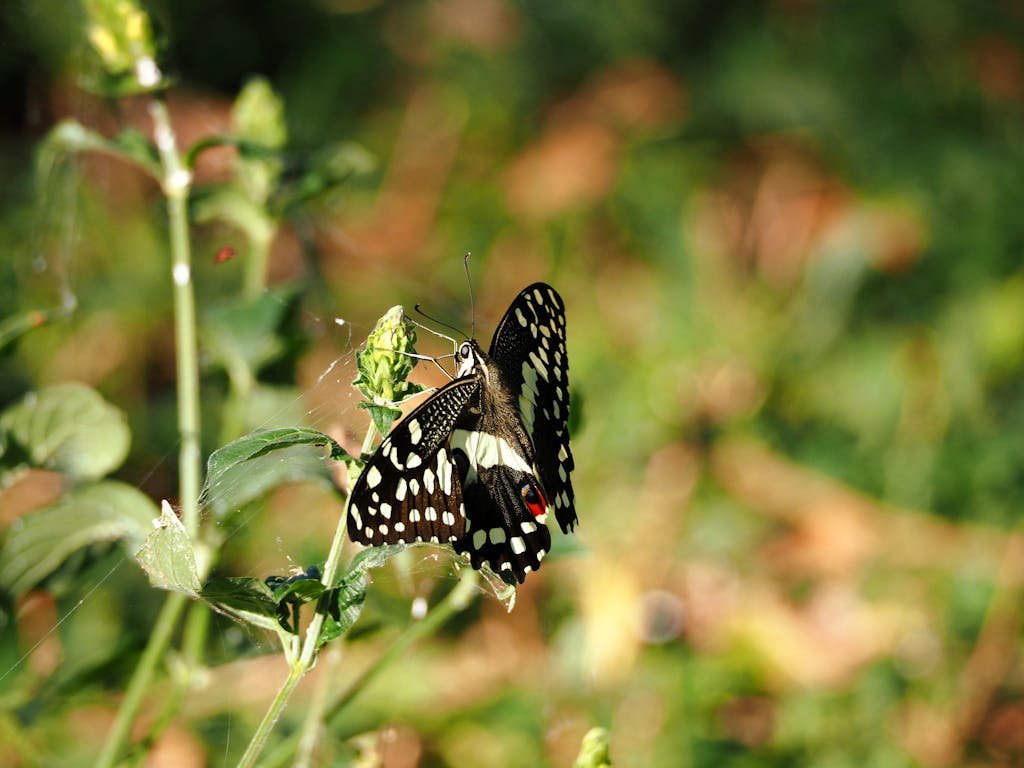 Close-up image of a vibrant Citrus Swallowtail butterfly perched on a plant in Uganda.