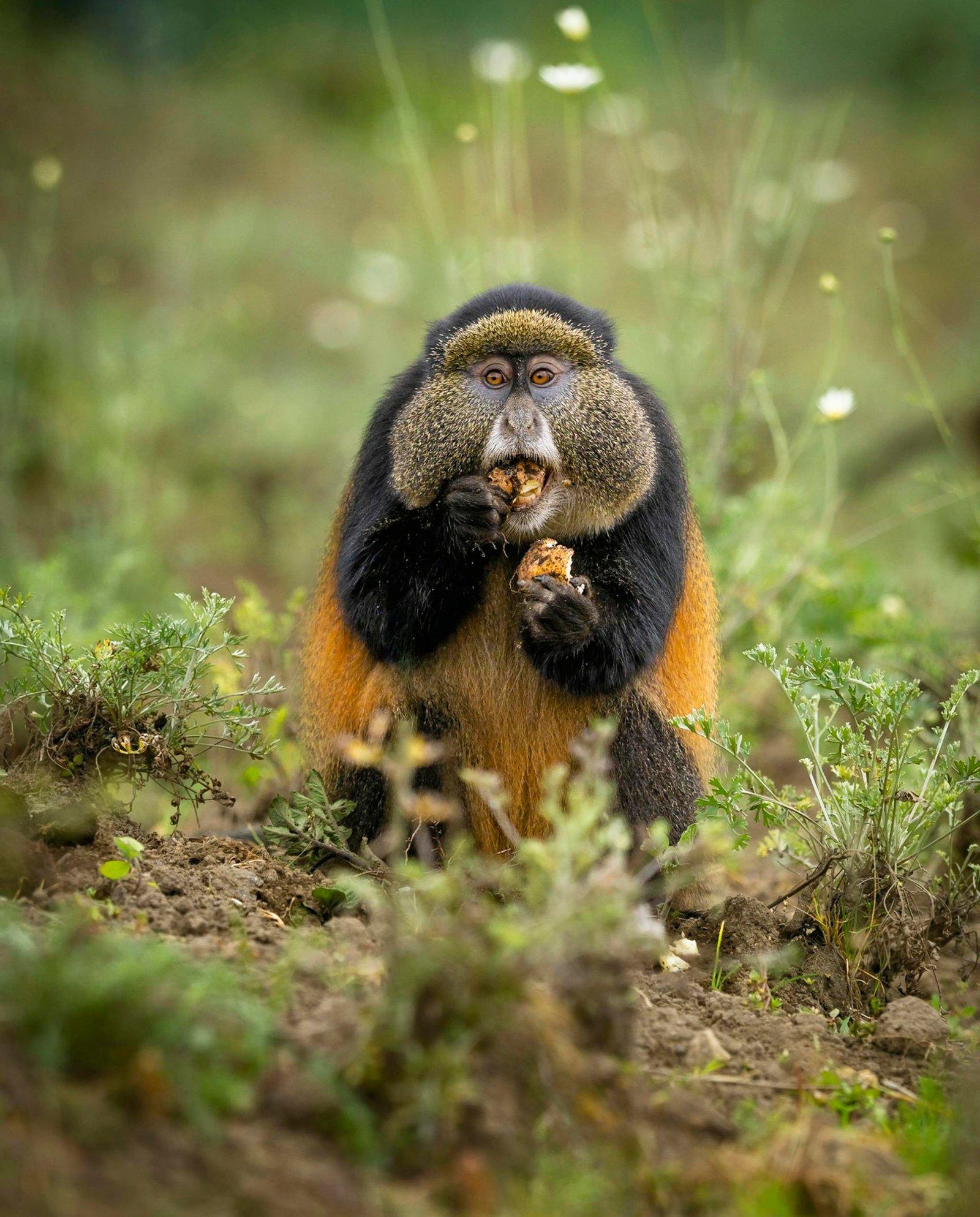 Golden Monkey Trek Rwanda Volcanoes National Park