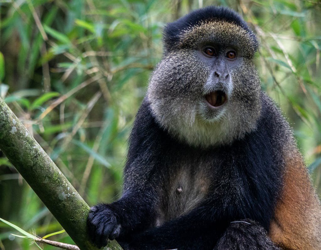 1 day golden monkey trekking from Kigali