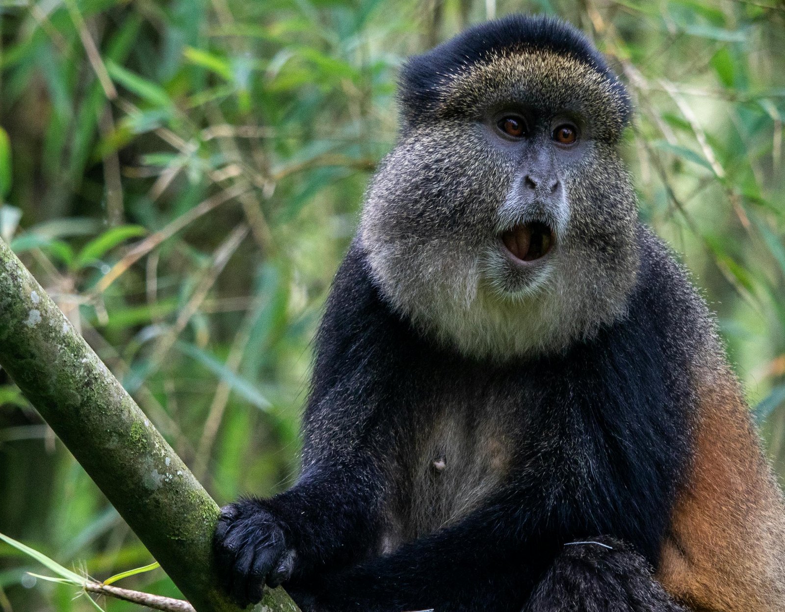 1 day golden monkey trekking from Kigali