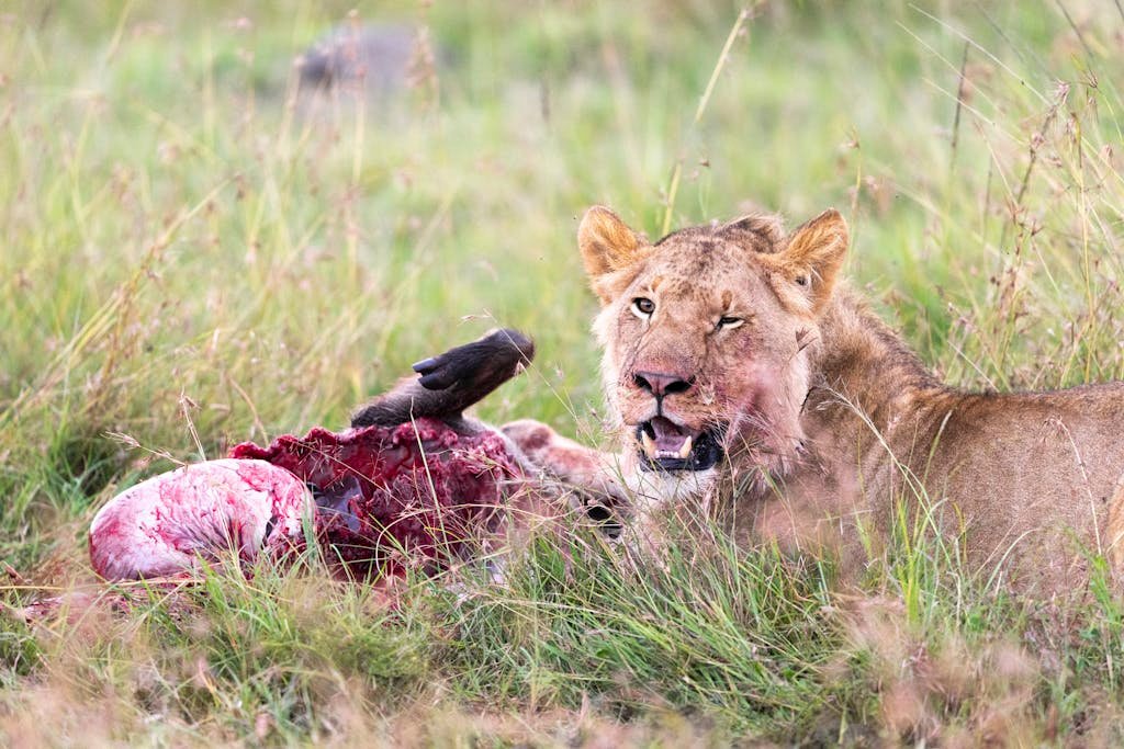 Planning an East Africa Safari