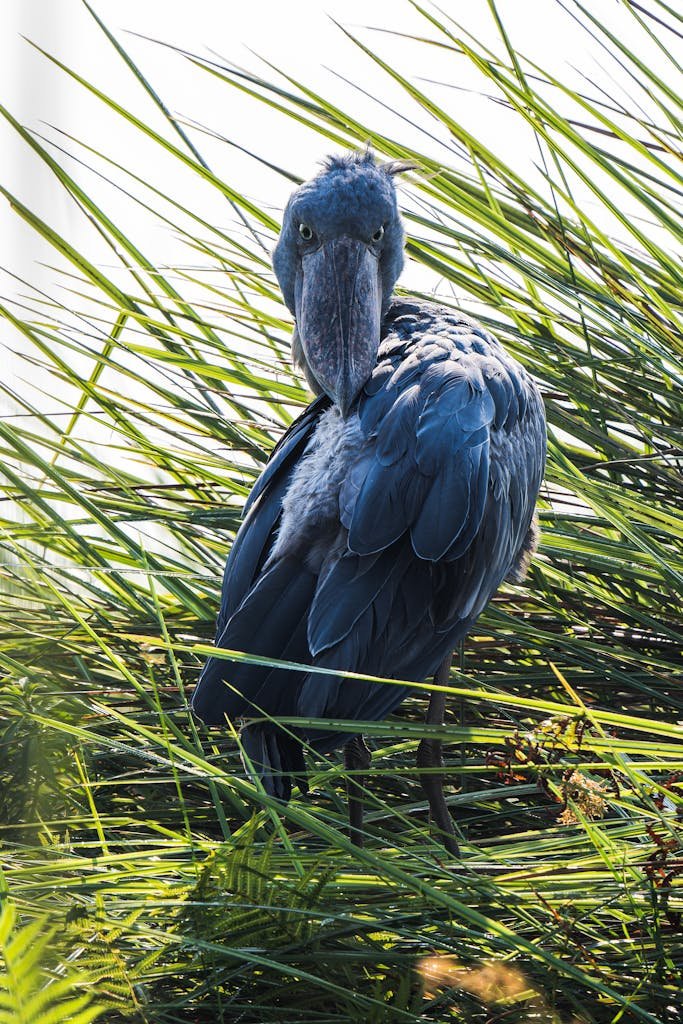 Mabamba Swamp Shoebill Experience