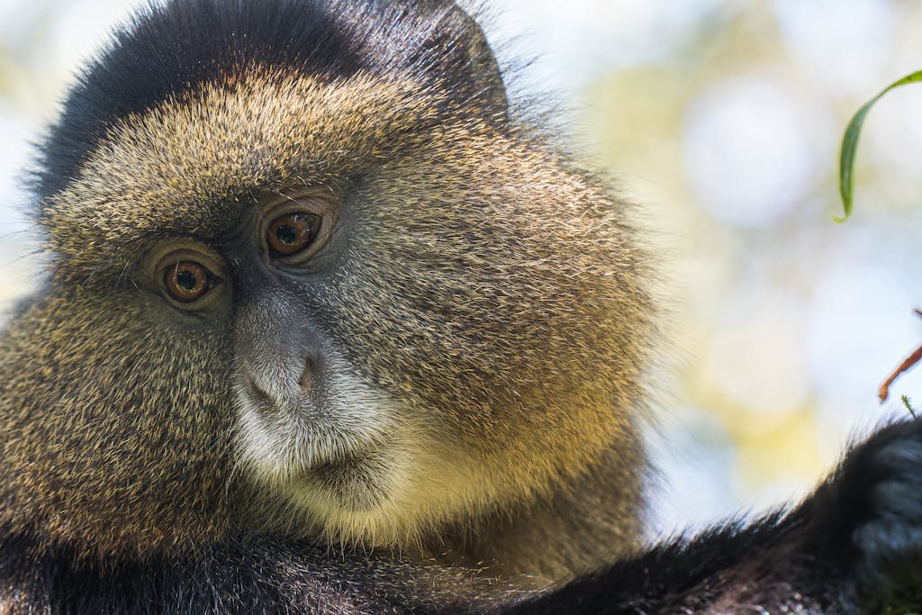 Golden Monkey Trek Rwanda Volcanoes National Park