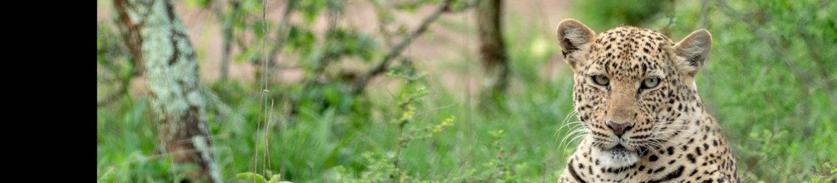 2-Day Akagera Luxury Safari & Boat Cruise – Rwanda Wildlife Experience