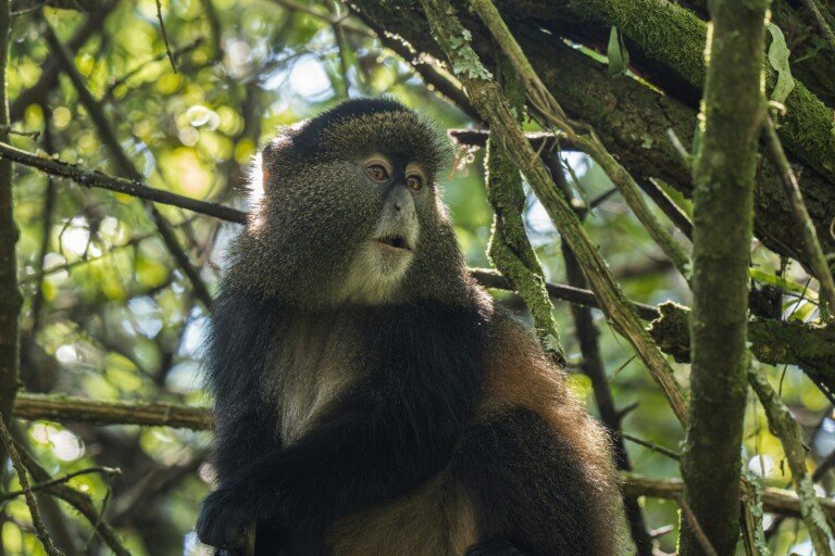 1-Day Golden Monkey Trekking -Volcanoes National Park Rwanda