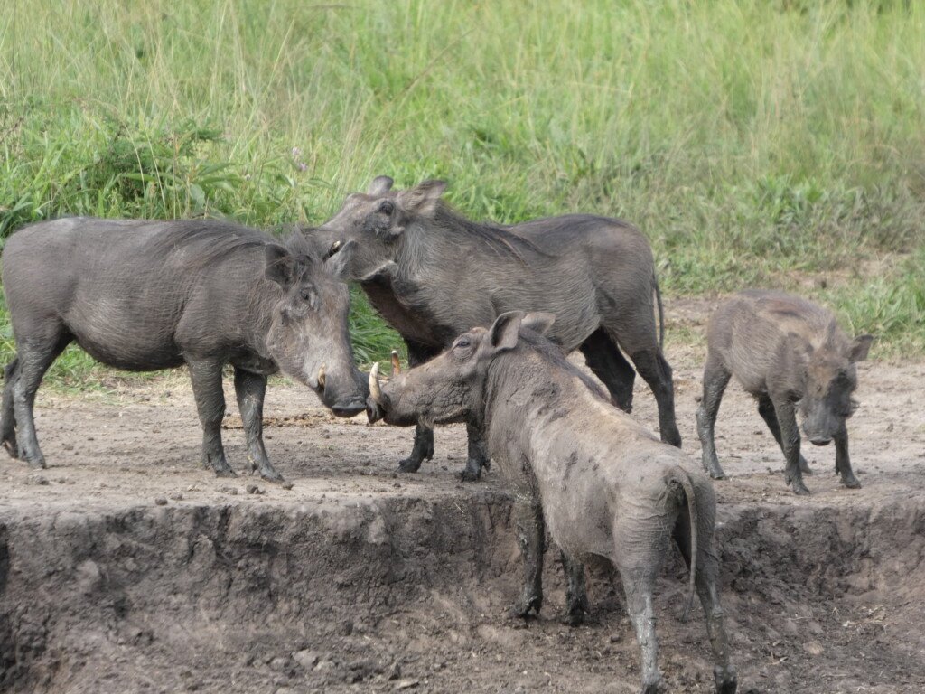 Is Uganda Safe to Visit