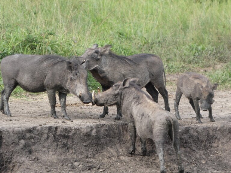 Is Uganda Safe to Visit