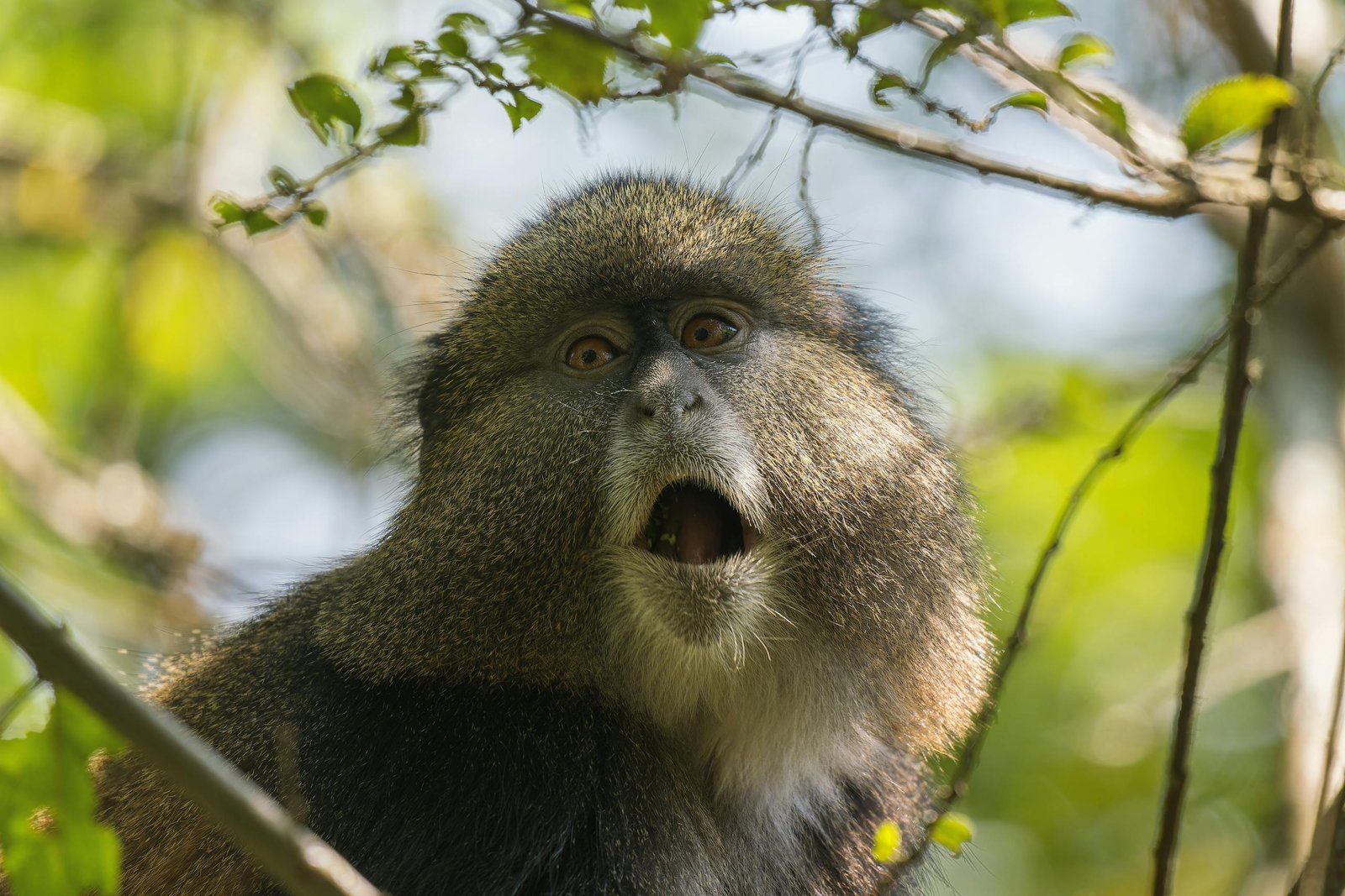 A Blue Monkey staring wide-eyed, amidst lush green foliage in a forest.