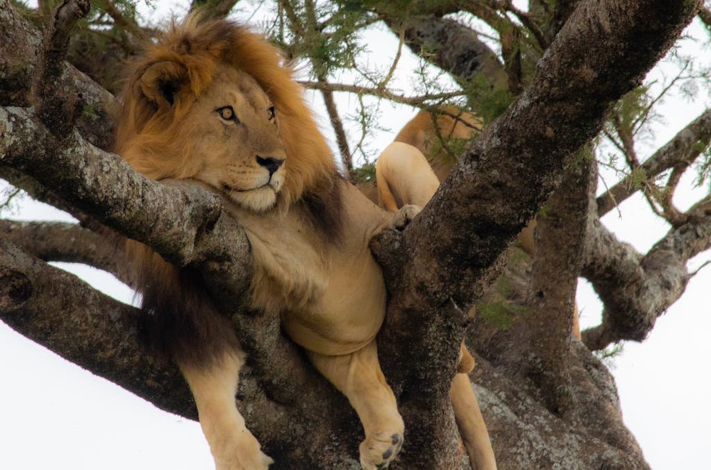 A majestic male lion comfortably resting on a tree branch in the wild.