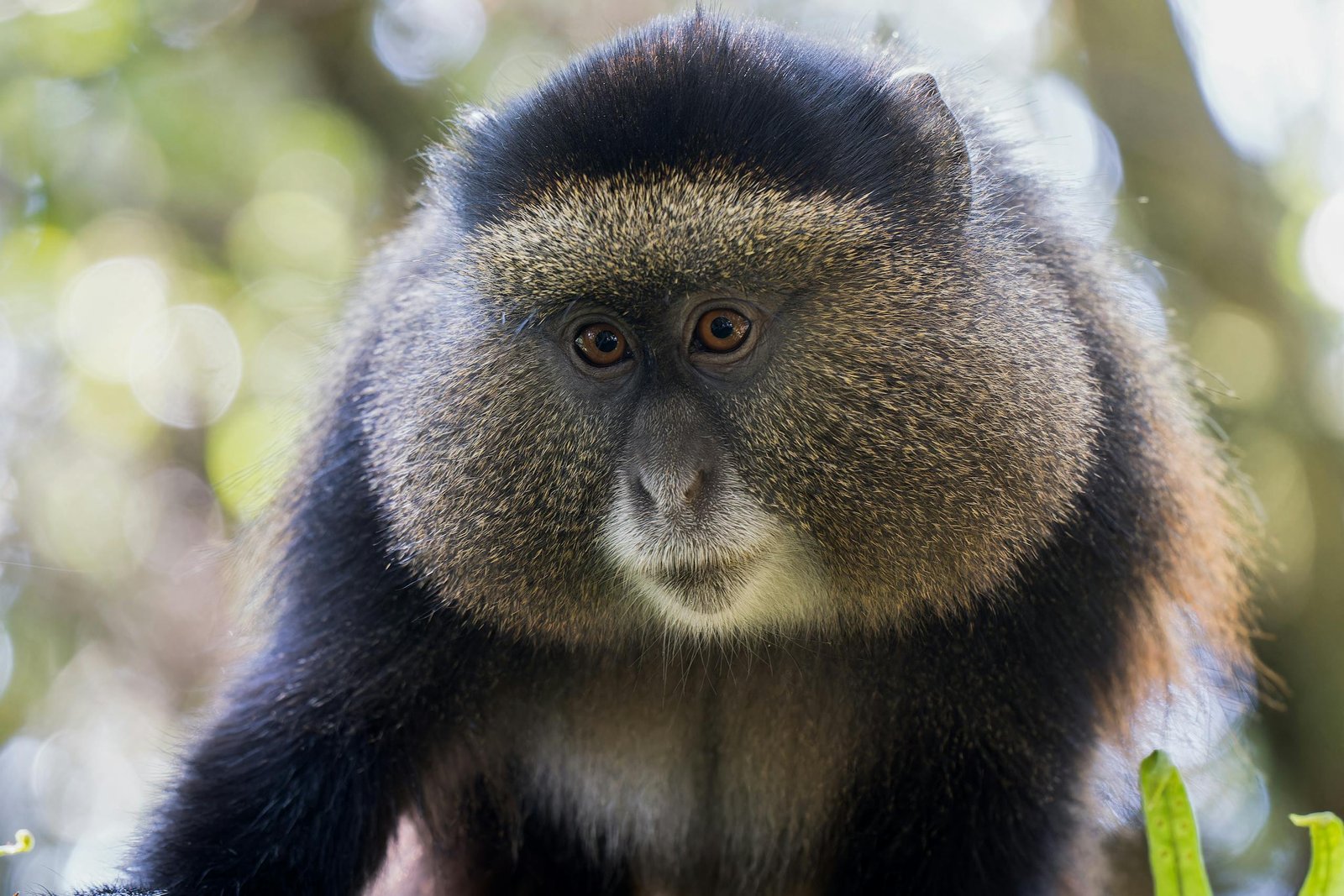 1-Day Golden Monkey Trekking – Volcanoes National Park, Rwanda