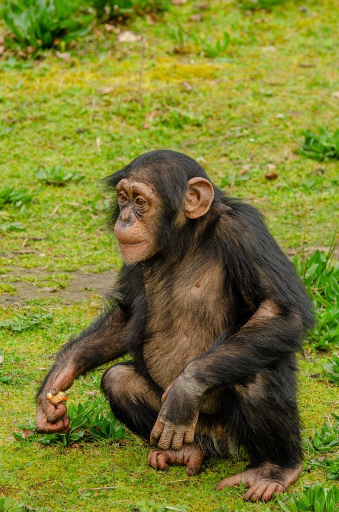 Gorilla vs Chimpanzee