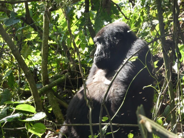 Gorilla Trekking in Uganda Guide