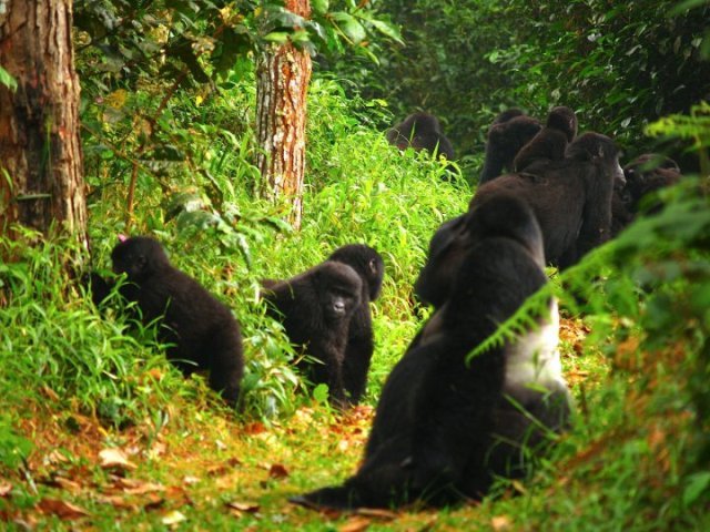 Uganda Gorilla Permits 2026
